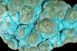 Botryoidal Malachite and Chrysocolla - Congo #148242-3
